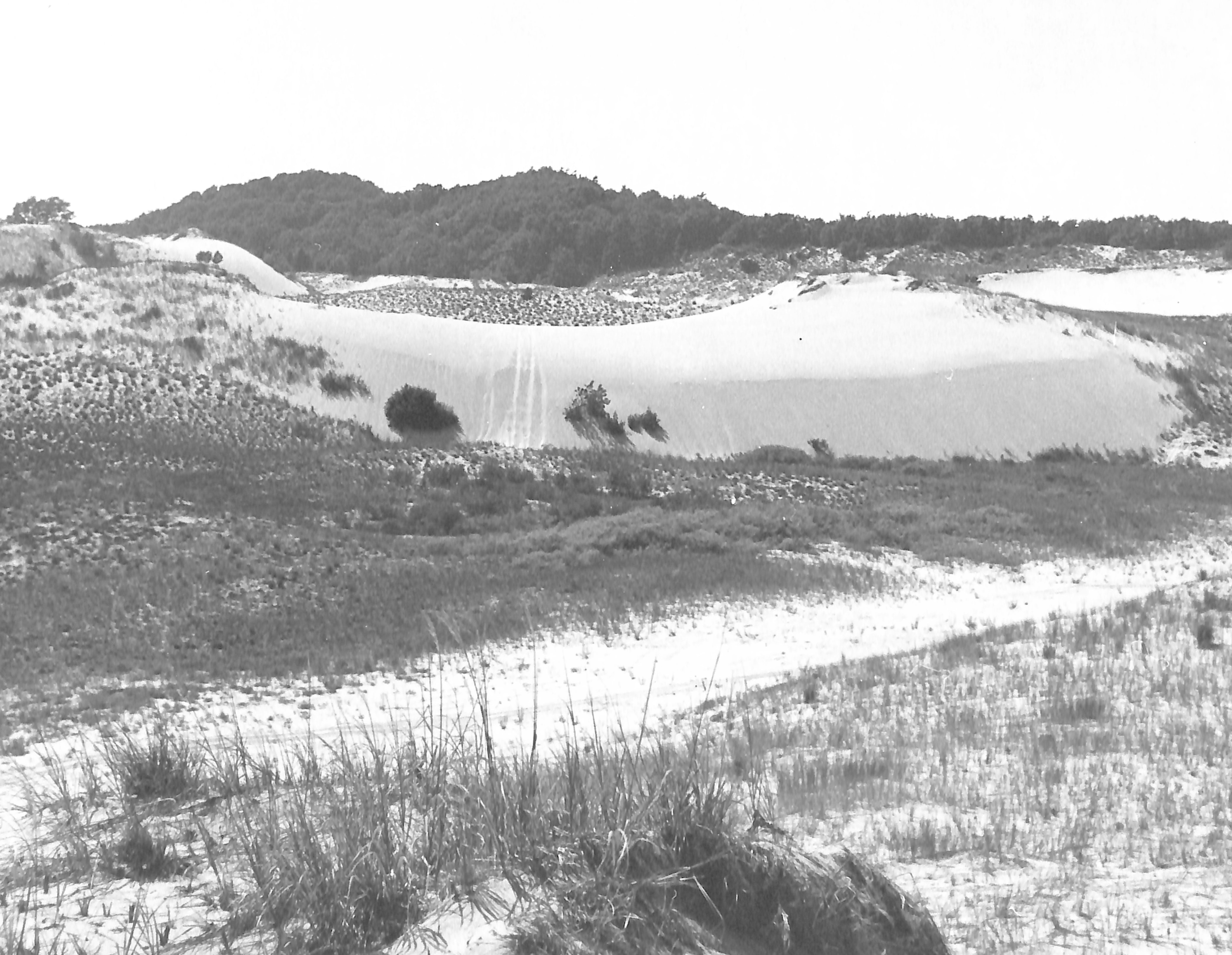 Sand Dunes near Goshorn Lake, Saugatuck
